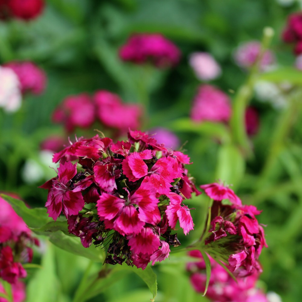 Meet your Posher, Isabelle